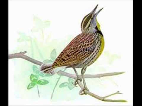 Pevci Sv. Ane - Zaslišal, zaslišal sem ptičico pet