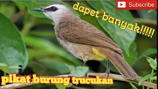 Download lagu pikat burung trucukan mp3