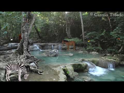 Baby Lullabies and Nature Sounds