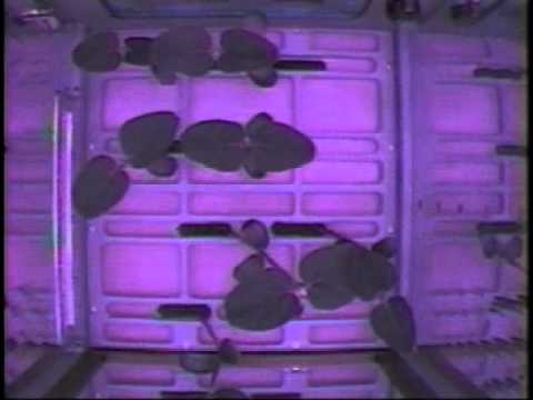 KSNN -- Plants in Space