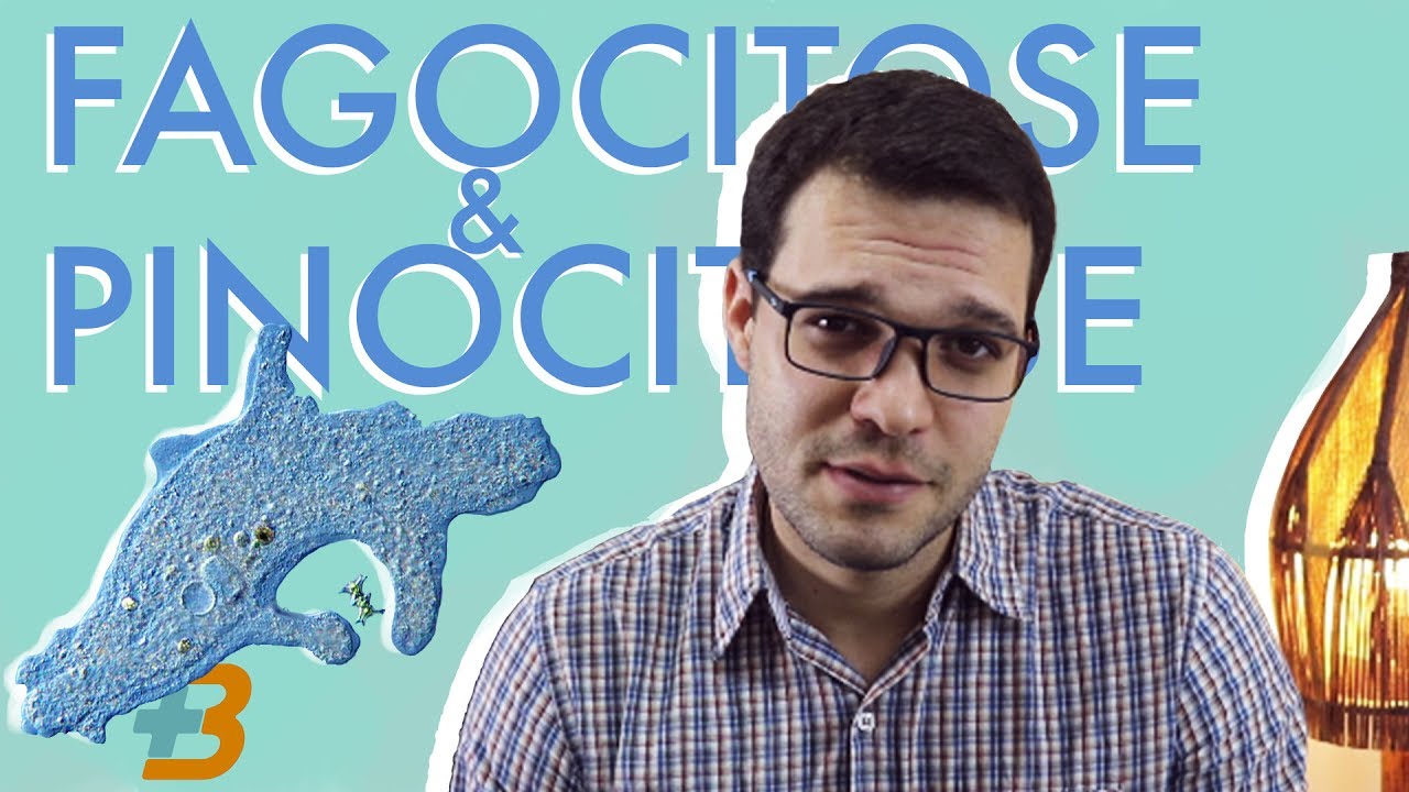 Fagocitose e Pinocitose (Endocitose) - Mais biologia; Roger Maia