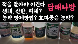 담배나방 방제 