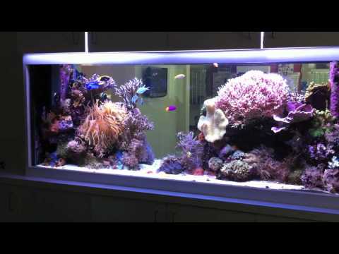 210 Gallon Reef Tank in HD