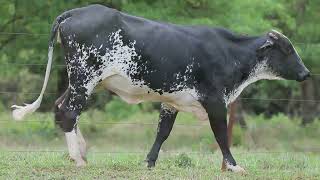LOTE 12 - ANGRA BASF (8136-CT)
