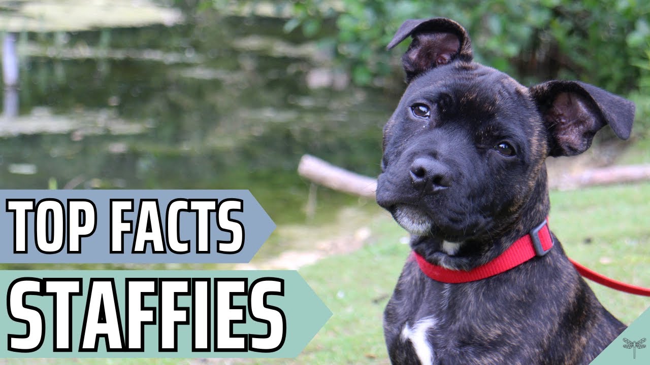 Pros & Cons of Owning a Staffordshire Bull Terrier | Video