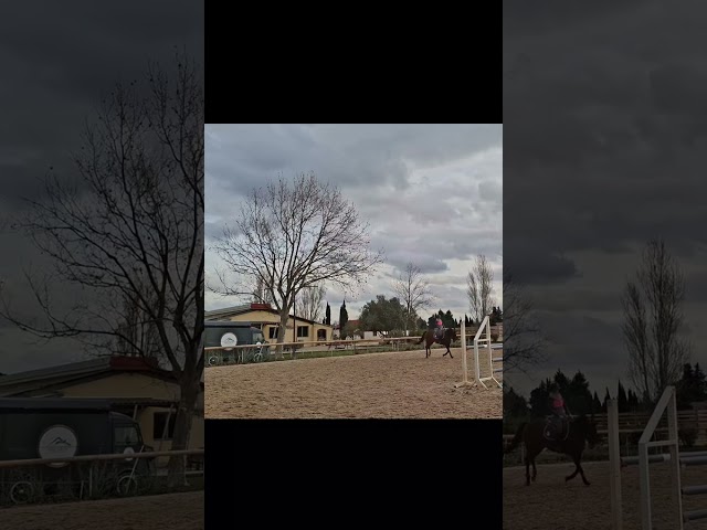 Cheval de sport polyvalent