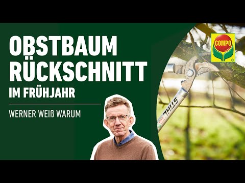 Obstbäume schneiden im Frühjahr - so geht's | COMPO