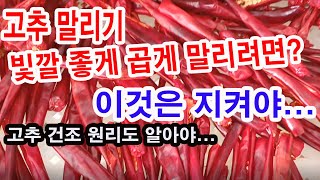 고추말리기. 빛깔 좋게, 곱게 말리려면 이 3가지 박자가 맞아야 (고추 건조법, 병충해 없는 고추 재배, 수…