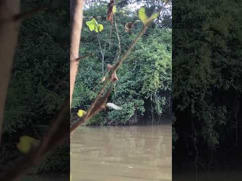 pescaria em Rio preto minas Gerais 🐠