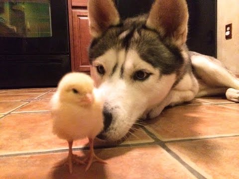 Husky and Baby Chick!? (Best Friends!) Video