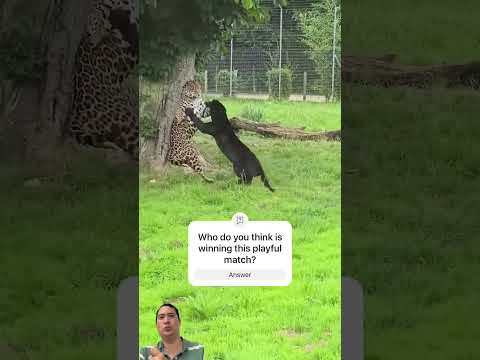 Playful Jaguars! Watch Two Jaguars Show Off Their Incredible Bond #Jaguar #Animals #Wildlife