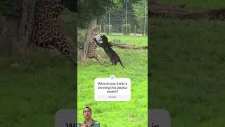 Playful Jaguars! Watch Two Jaguars Show Off Their Incredible Bond #Jaguar #Animals #Wildlife