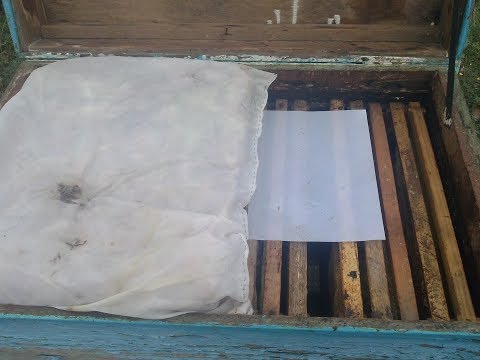 Финальная проверка пчелы на клеща в октябре