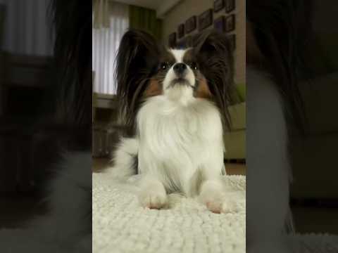 Cracking the Code of Dog Years Separating Fact from Fiction! 🐾  #facts #dog  #shorts  #doglover