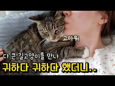 길에서 보물을 주웠다! 못생겼다고 악플달리던 고양이의 놀라운 변화