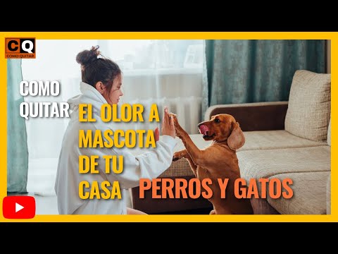 How to Remove Dog Odor from a Home | Eliminate Pet Odors