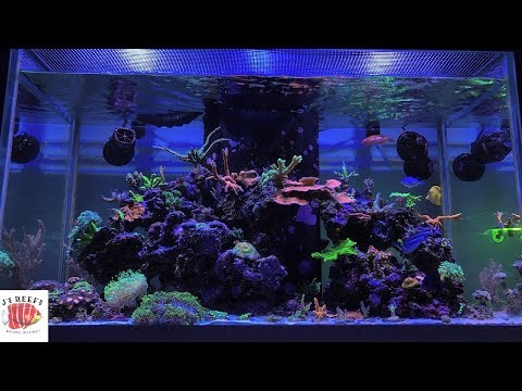 Reef Tank Update | Episode 3 | Alkalinity Swing
