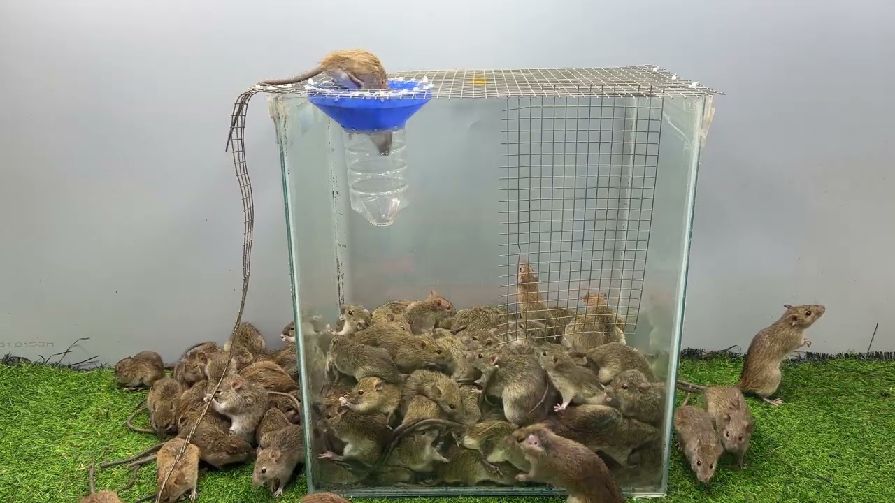 プラスチックチューブと箱から作る最高のネズミ捕り / 世界で最も安全なネズミ捕り