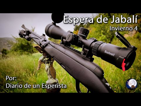 Espera de Jabalí. Invierno 4