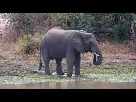Djuma: Lone Elephant gets a quick drink at the dam - 10:18 - 06/02/21