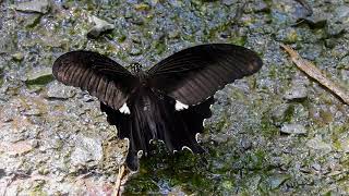 ムビる18510 20210806 004 モンキアゲハ monkiageha