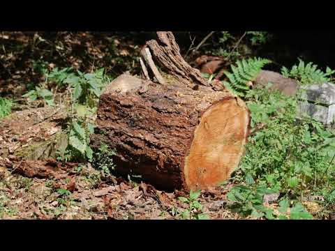 Schöne Wanderung im Deister (Niedersachsen)