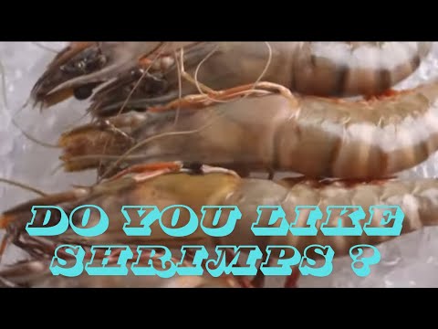 From Ocean to Plate : the Journey of Shrimp