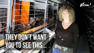 The Truth About Egg Farming in the UK