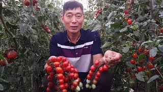 토마토 품종 6가지 후기관리 잘 하는 방법