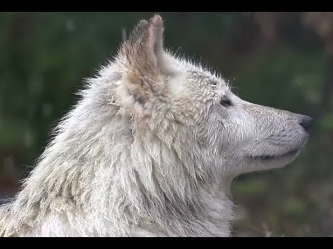 How To Series - Chapter 348: To Get More Opportunities