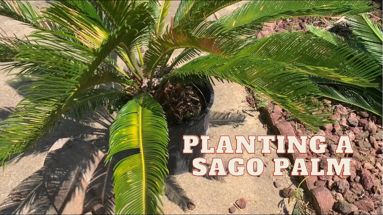Where is the best place to plant a sago palm?