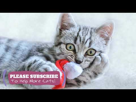Relaxing Music for Cats - 1 Hours for Relax Stressed Cats to Help You Clean Your Cat ☯LCZ21