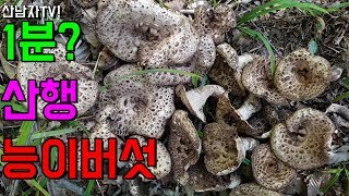 40초만에 능이버섯을? 산남자 꿀자리 1분산행 능이 버섯 만나다! 자연 건강 항암
