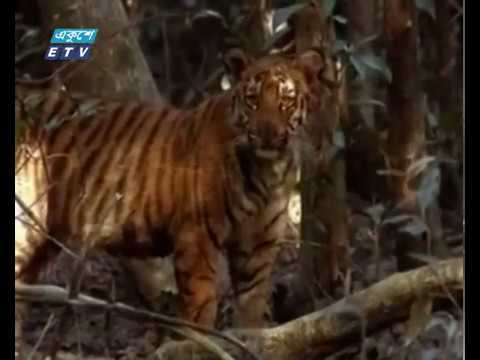 সুন্দরবনে বাঘের সংখ্যা দাঁড়ালো ১১৪টি