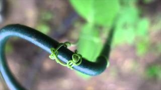 Jimmy Rowles and Al Cohn: "I Hadn't Anyone Till You"