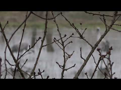 Ruf der Kranich Kraniche sehr guter Ton aber verschwommen durch die Zweige Vogel Grus Schreitvogel
