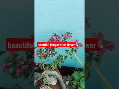 beautifull bouganvillea flower blooming in my garden 😘😘😘