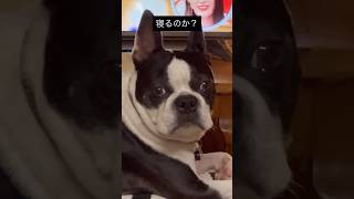 犬あるある　ソファの背もたれ等そこじゃなくない？ってところで寝る #ボストンテリア