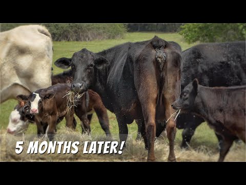 The Cow With No Tail - How Is She Now?