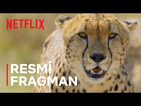 Hayvanların Sırları | Resmi Fragman | Netflix