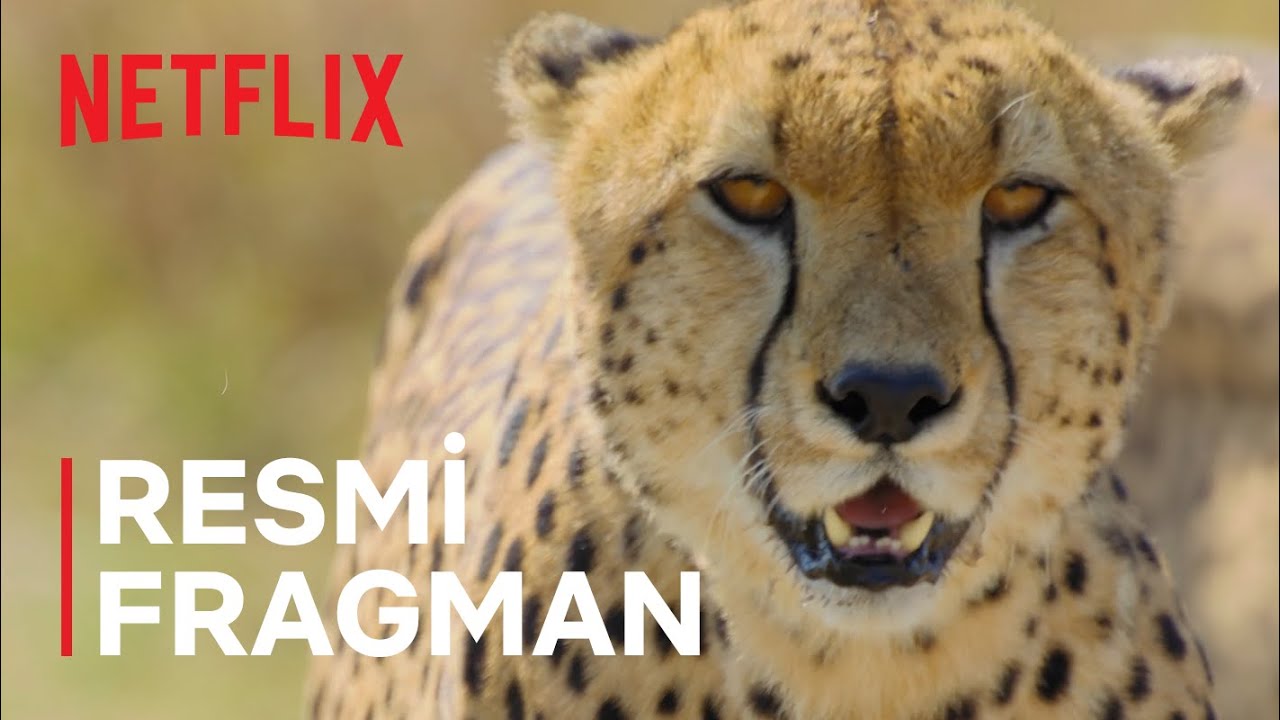 Hayvanların Sırları Fragman