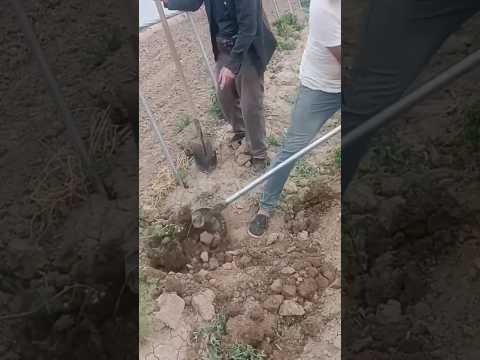 #shorts #agriculture #farming2024 #satisfying #machine #shot #EliteShortsUnleashed #4717