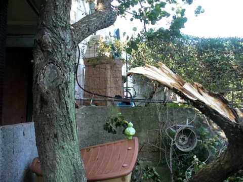 Castanea - Vento forte - 5/11/11