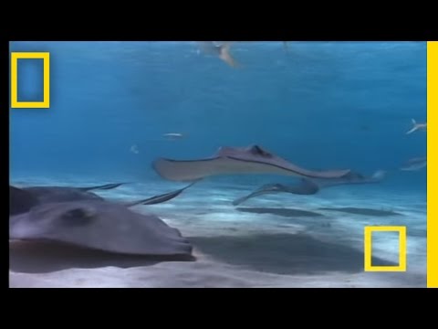 Stingray | National Geographic