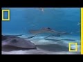 Stingray National Geographic
