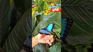 Dubai Miracle Garden: EVERYTHING YOU NEED TO KNOW Before You Go!