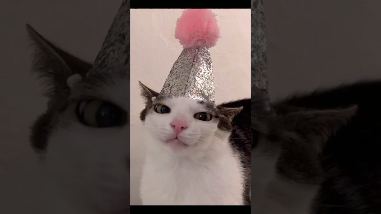 😹 Cats Doing Cats Things 😹 #shorts #funnycat #fyp