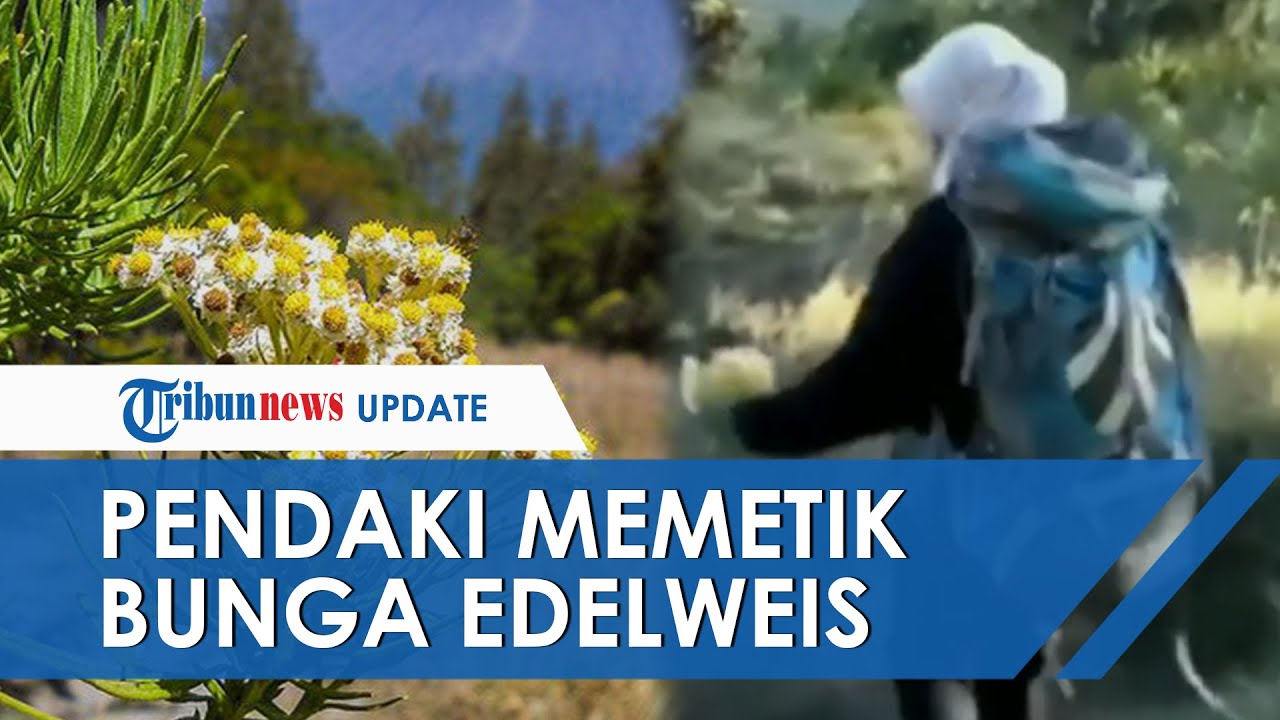 Viral Video Pendaki Wanita Nekat Petik Bunga Edelweis Di Gunung Lawu Meski Sudah Diingatkan Tribun Video
