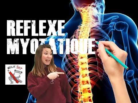 BAC SVT: Myotatic reflex