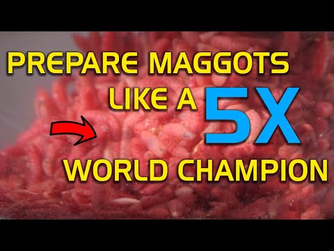 Prepare Maggots Like a 5x World Champ!